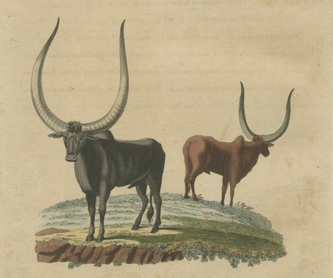 Antique African Sanga Longhorn Cattle Engraving, Bertuch, c.1810, close-up 6