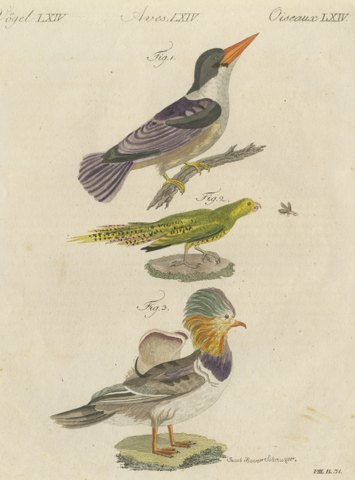 Kingfisher and Mandarin Duck, Antique Bertuch Print, Vienna, circa 1805