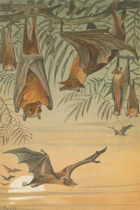 Fruit Bats Antique Chromolithograph Print, Nocturnal Mammals, 1894, close-up 2