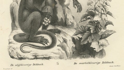 Macaque, Mandrill & Dikbuik Monkeys, Lithographs by C.C. Last, 1836, close-up 1