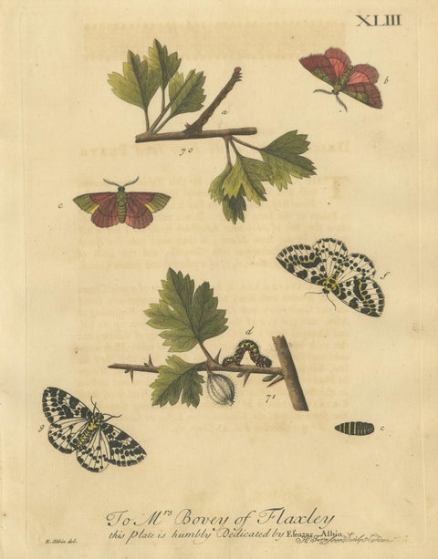 English Moths on Hawthorn, Hand-Colored Insect Engraving, Albin 1720, view 2