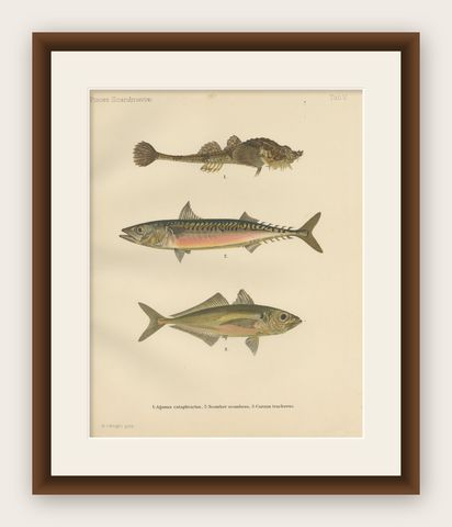 Armored Bullhead, Atlantic Mackerel and Horse Mackerel - Amazing 1895 Fish Litho, shown framed