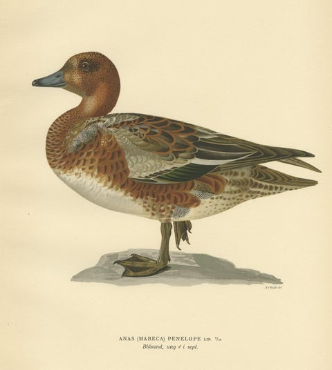 Antique Bird Print of a Young Eurasian Wigeon by Von Wright '1929', view 4