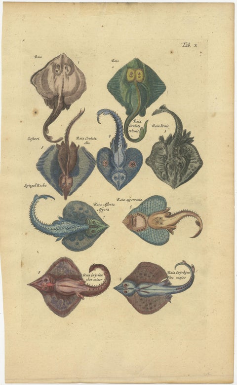 Stunning Decorative Original Antique Print of various Raja Fish Species, view 2
