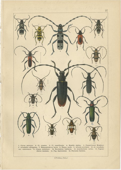 Antique Beetle Chromolithographs, European Species Plates, Calwer 1893, view 2