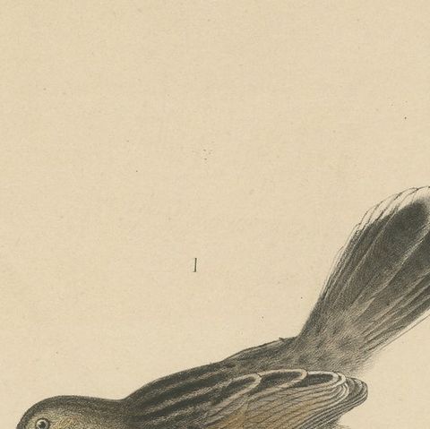 Antique Bird Print of Cisticola Species, close-up 1