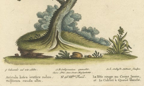 Red-Headed Yellow-Bodied Bird and White-Tailed Hummingbird: Hand-Coloured, 1773, close-up 2