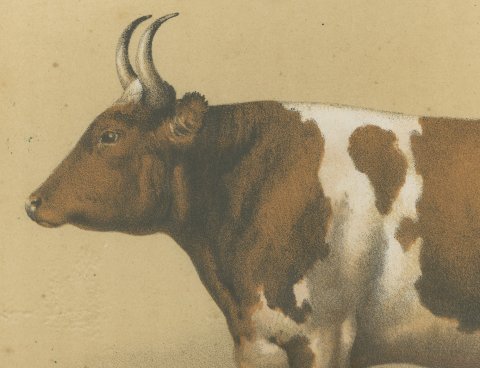Breton Ox, French Cattle Breed, Antique Chromolithograph by Borie, 1863, close-up 1
