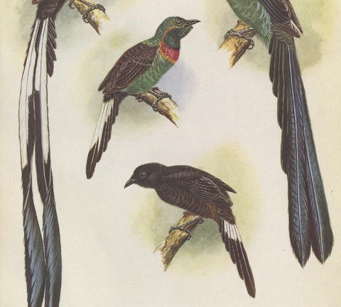 Antique Print of the Green-Breasted Sickle Bill Bird and Others '1950', view 3