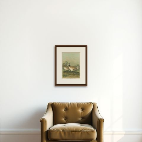 Little Bustards in 19th Century Landscape, Antique Ornithology Bird Print, shown framed on a wall