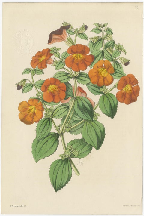 Set of 5 Antique Botany Prints, Orange, by Brooks 'c.1870', view 3