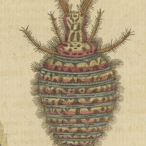 Centipede, Dung Beetle and Ant Lion, Antique Bertuch Print, circa 1805, close-up 1