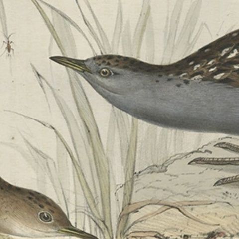 Antique Bird Print of the Baillon's Crake by Gould, 1832, close-up 1