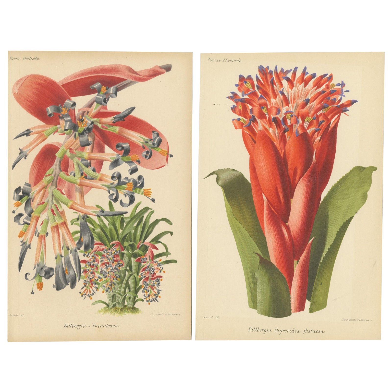 Stunning Bromeliads: Queen's Tears and Flaming Torch in Artful Display, c.1855
