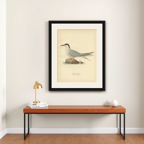 Antique Bird Print of the Common Tern 'summer' by Von Wright, 1929, shown framed on a wall