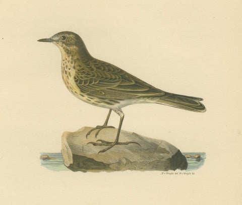 Minimalist Scandinavian Bird Lithographs, Nordic Alpine Pipit Study Pair, 1929, close-up 2