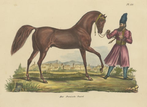 Antique Hand Colored Print of a Persian Horse, view 3