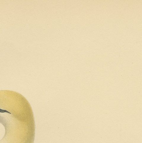 Lithograph of The Regal Perch: The Northern Gannet (Sula bassana), 1927, close-up 4