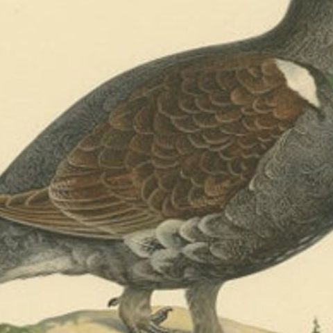 Antique Bird Print of a Male Western Capercaillie by Von Wright, 1929, close-up 2