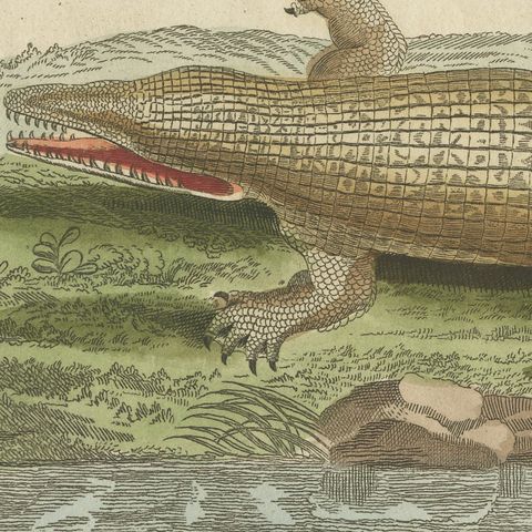 Crocodiles with an Egyptian Pyramid, Antique Bertuch Print, Vienna, circa 1805, close-up 1