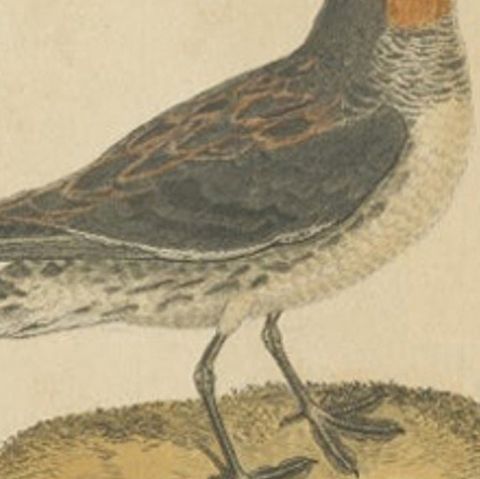 Antique Bird Print of a Red-Necked Phalarope by Martinet, c.1800, close-up 2