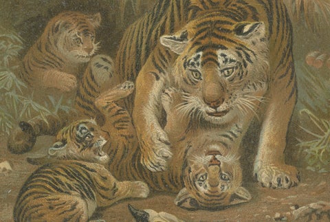 Tigress and Cubs, Antique Tiger Print, Victorian Wildlife Art 1894, close-up 3