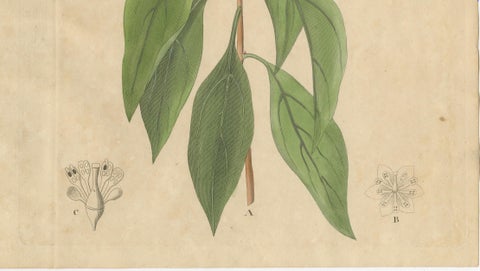Antique Camphor Botanical Print, Laurus Camphora, Hand Colored, c.1831, close-up 3
