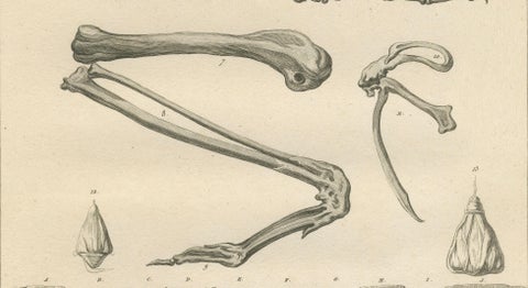 Mummies of Ibis and Skeletal Remains, Egypt, Antique Engraving, c.1802, close-up 4