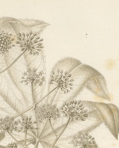 Fatsia Japonica, Aralia Japonica Flowering Branch Lithograph, 1858, close-up 3