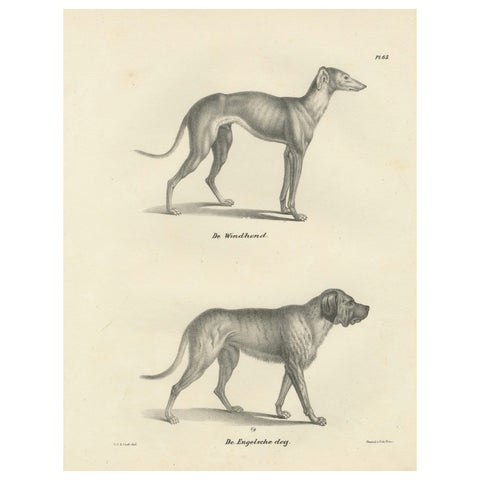 19th-Century Lithograph of a Greyhound and English Mastiff in Elegant Detail