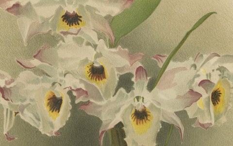 Large Antique Botanical Print, Orchid Dendrobium Melanodiscus, c.1888, close-up 4