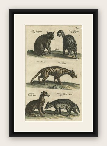 Antique Print of Domestic and Wild Cat Species, incl The Civet, 1657, shown framed