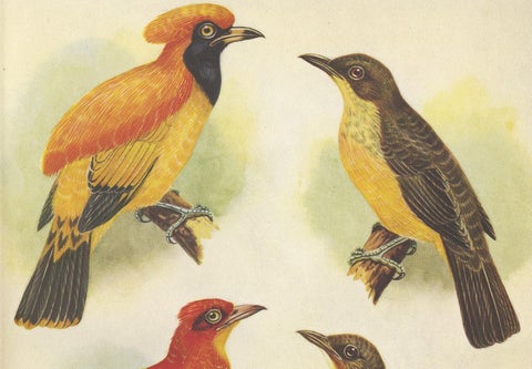 Antique Print of the Golden Bird and the Yellow-Throated Golden Bird, 1950, view 2