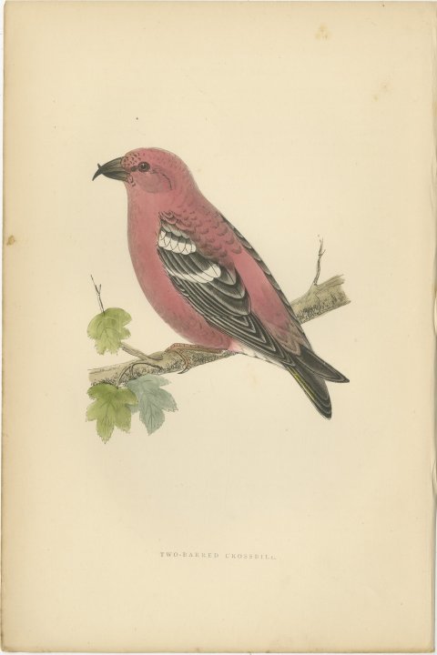 Two Barred Crossbill on a Leafy Branch, Morris Bird Plate, 1896, view 2