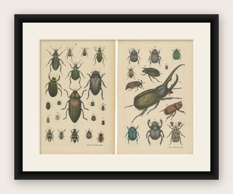 Set of 2 Antique Prints of various Beetles including a Rhinoceros Beetle, 1890, shown framed
