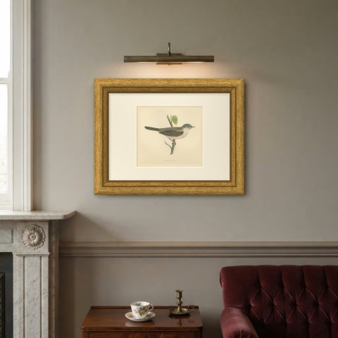 Whitethroat on a Green Stem, Hand Colored Bird Engraving by Morris, 1896, shown framed on a wall
