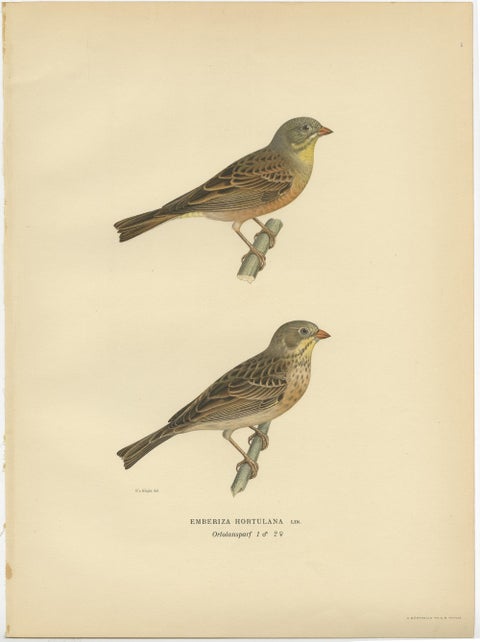 Antique Bird Print of The Ortolan Bunting, a French Delicacy, 1927, view 2