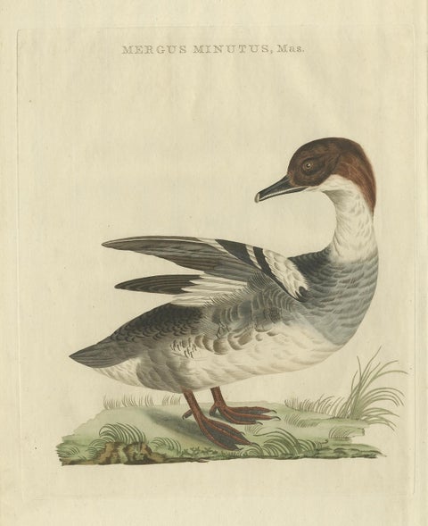 Male Common Merganser Antique Bird Print by Sepp & Nozeman, circa 1809, close-up 6