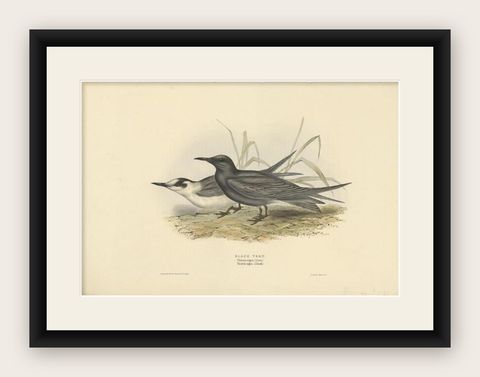 Black Tern, Antique Bird Lithograph by John Gould, c.1832, shown framed
