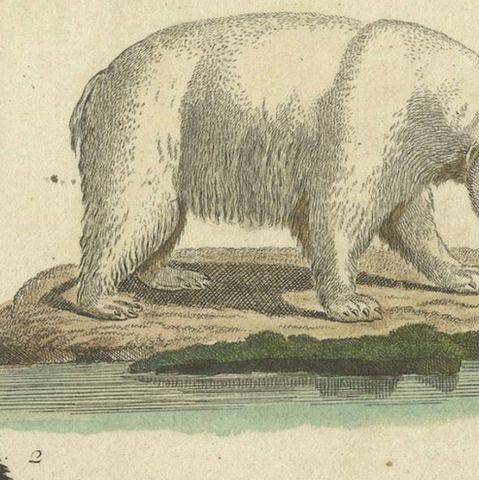 Antique Handcolored Engraving of Carnivorous Mammals, c.1800, close-up 6
