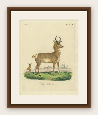 Antique Print of a nice Hand-colored Antelope by Schreber '1775', shown framed