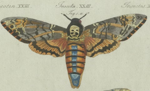 Unique Entomology Study - Hand-Colored Butterfly Prints Published in ca.1780, close-up 5