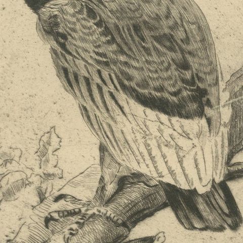 Vulture Etching, Natural History Print of the Andean Condor, ca.1880, close-up 6