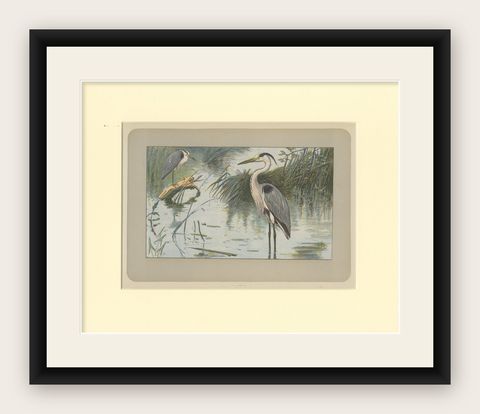 Antique Bird Print of a Grey Heron, shown framed
