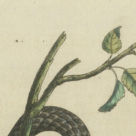 Antique Handcolored Engraving of Snakes and Amphibians, c.1800, close-up 5