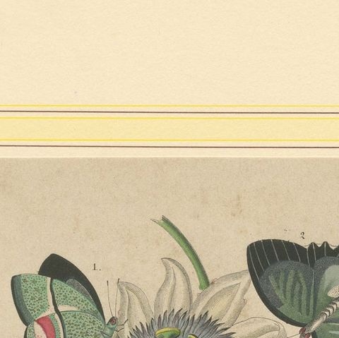 1867 Hand-Colored Lithograph of South American Butterflies and Passionflower, close-up 6