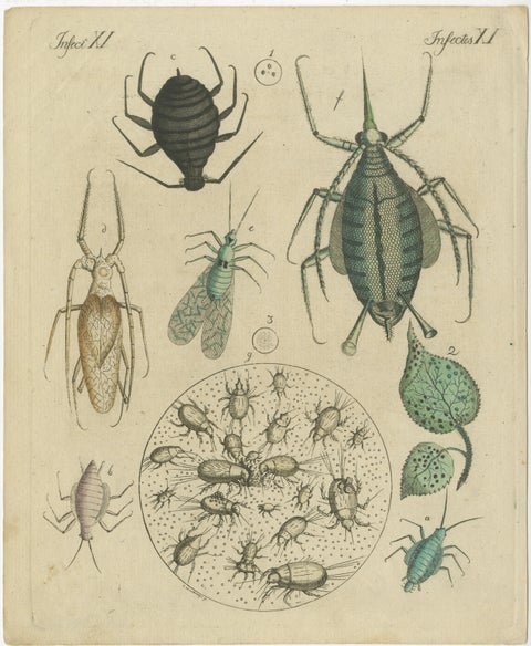 Antique Handcolored Engraving of Aphids and Related Small Insects, c.1800, view 2