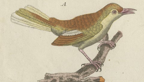 Antique Lyrebird & Tailorbird Engraving, Bertuch, 1796, close-up 2