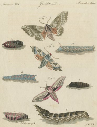 Elephant Hawk Moth and Hawk Moth Caterpillars, Antique Bertuch Print, circa 1805