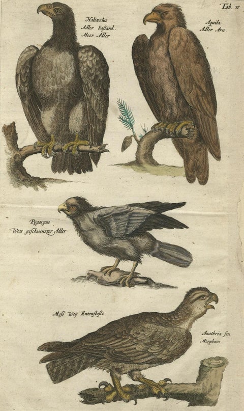 Original Antique Engraving of Various Birds of Prey, like Eagles & Harrier, 1657, close-up 1
